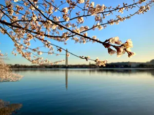 朝日樱花